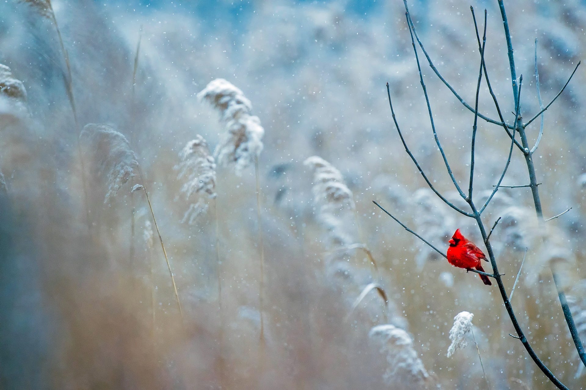 Cardinal in the snow