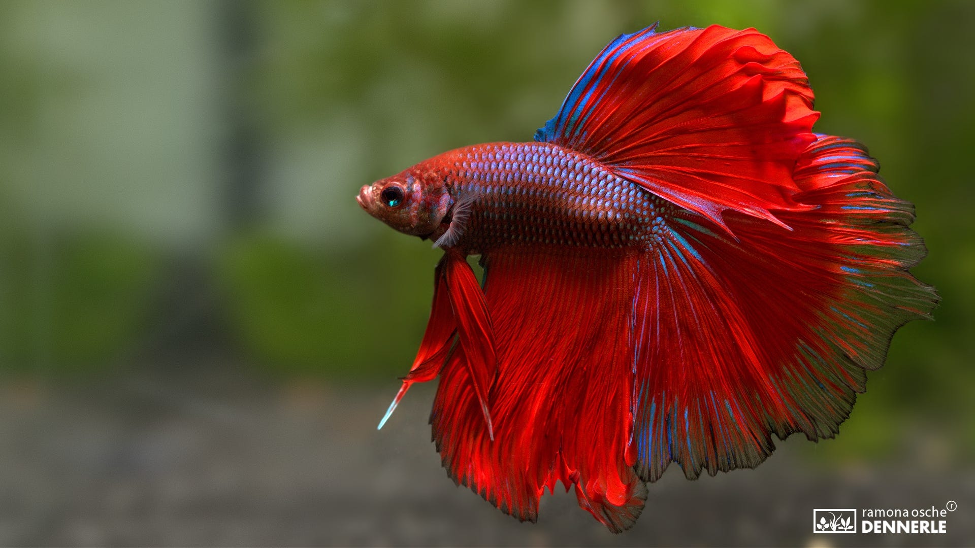 Starostlivosť o akvárium bojovnice pestrej alebo betta splendens | by Betta  Splendens | Medium