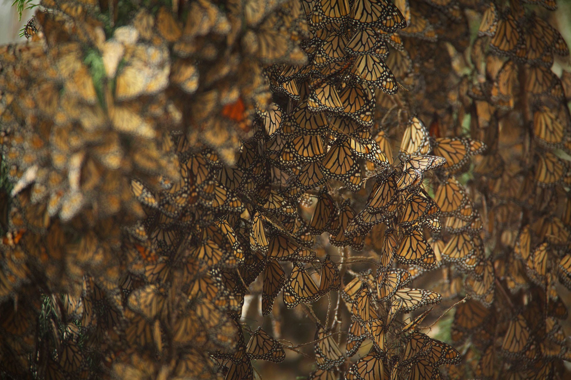 Touring the Winter Home of Western Monarch Butterflies