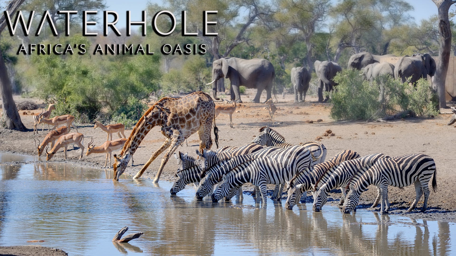 Waterhole Africa S Animal Oasis Episode 2 Full Episode On Documentary S By M E Nia Waterhole Africa S Animal Oasis Ep 2 Medium Waterhole Africa S Animal Oasis Episode 2 Full Episode On Documentary S By M E Nia Waterhole Africa S Animal Oasis Ep 2 Medium