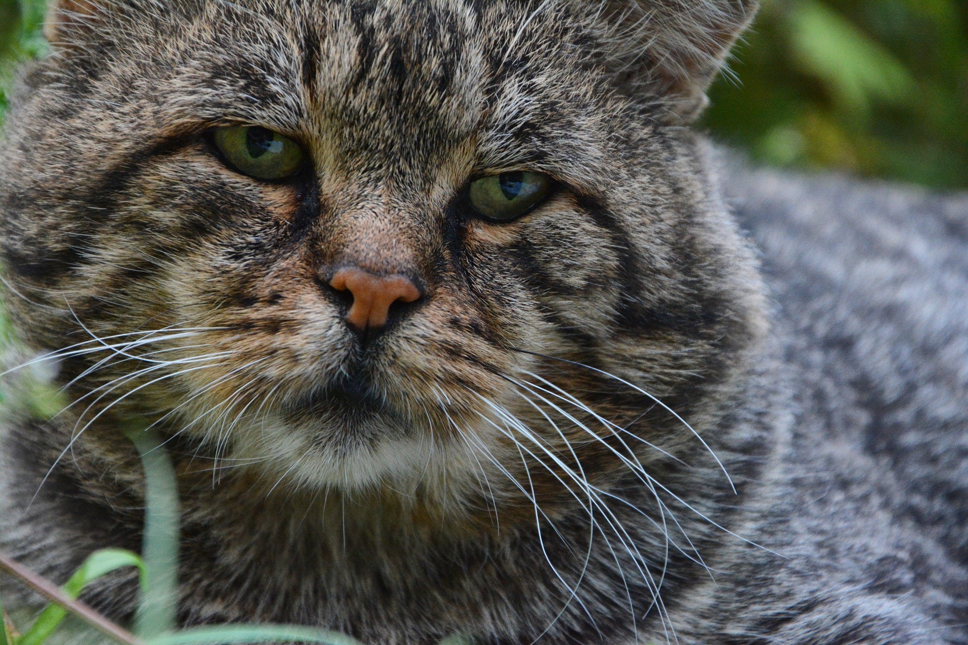 domestic tabby cat lifespan