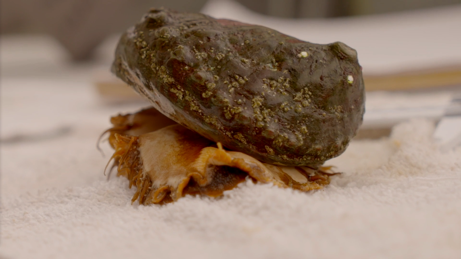 ‘Reef Roombas’ Why the endangered pinto abalone is a vital ecosystem