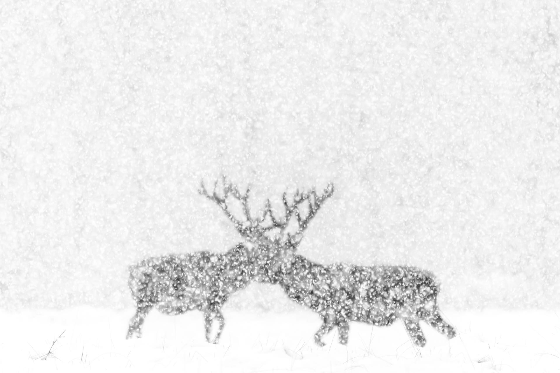 Deer fight in the snow in the Netherlands.