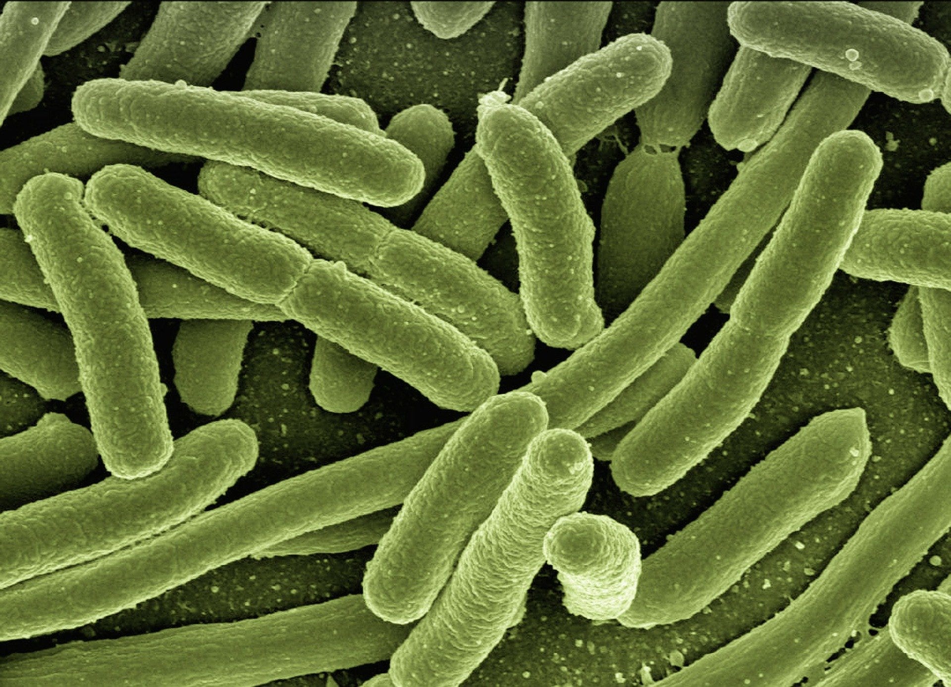 It S Time To Talk About Bacteria Bacterial Pandemics And The Lessons Of By Jesse Smith Beingwell Medium