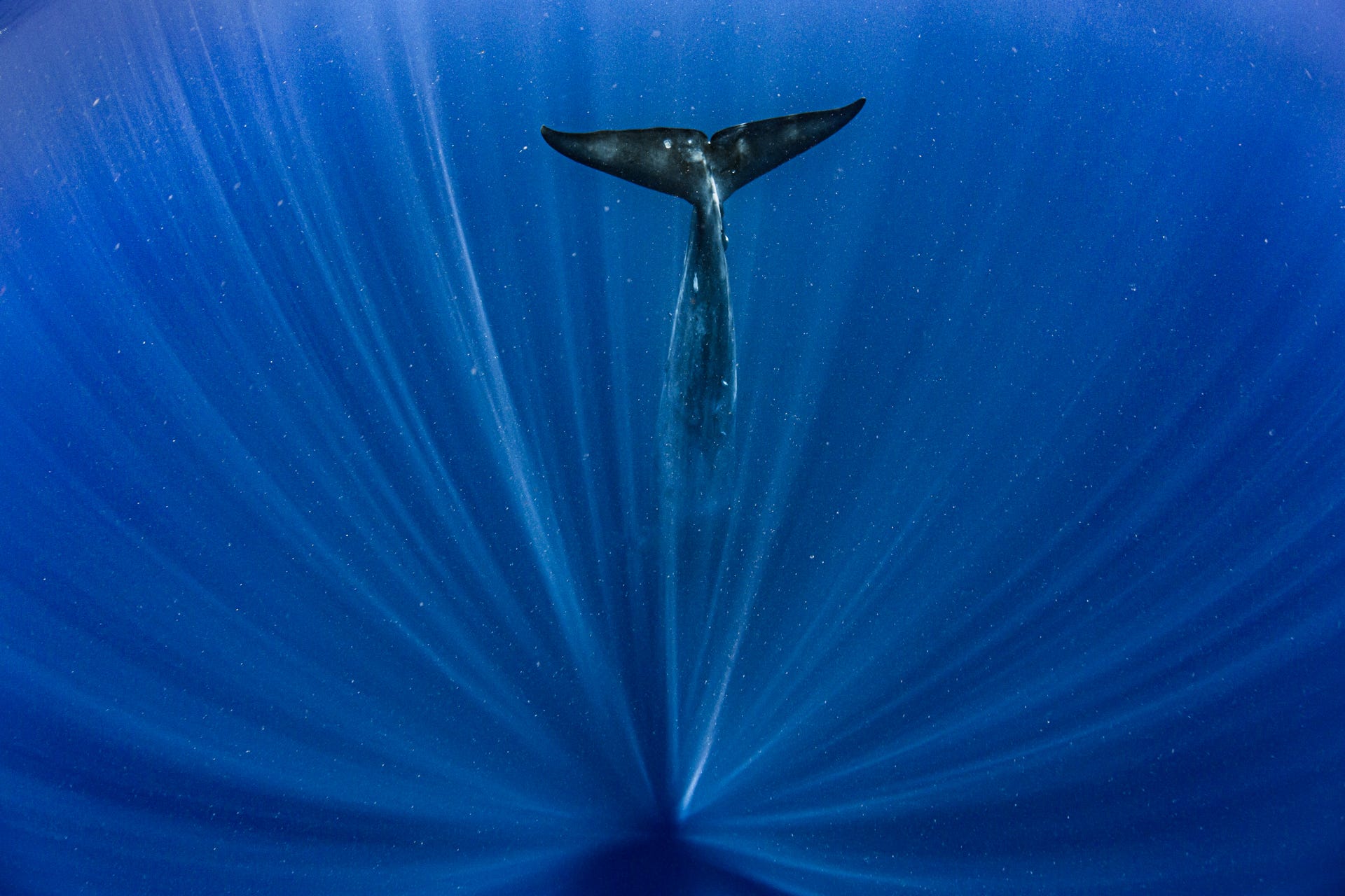 A whale dives deep in the ocean.