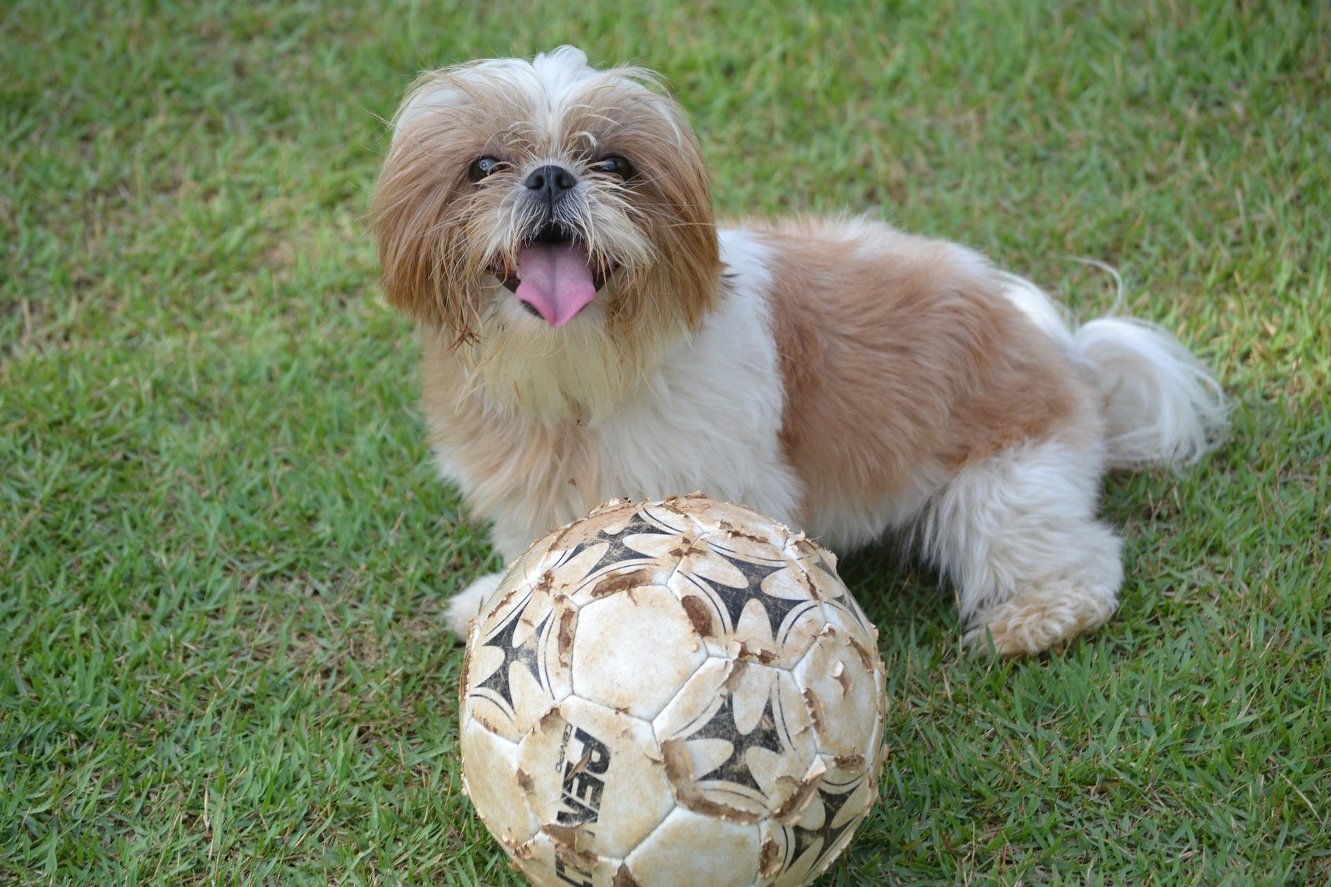 fun facts about shih tzu