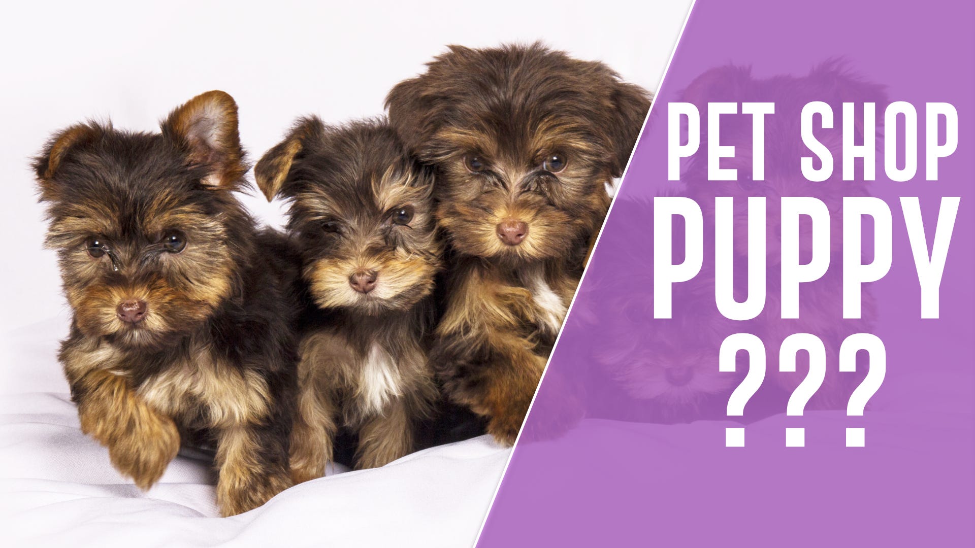 should i buy a puppy