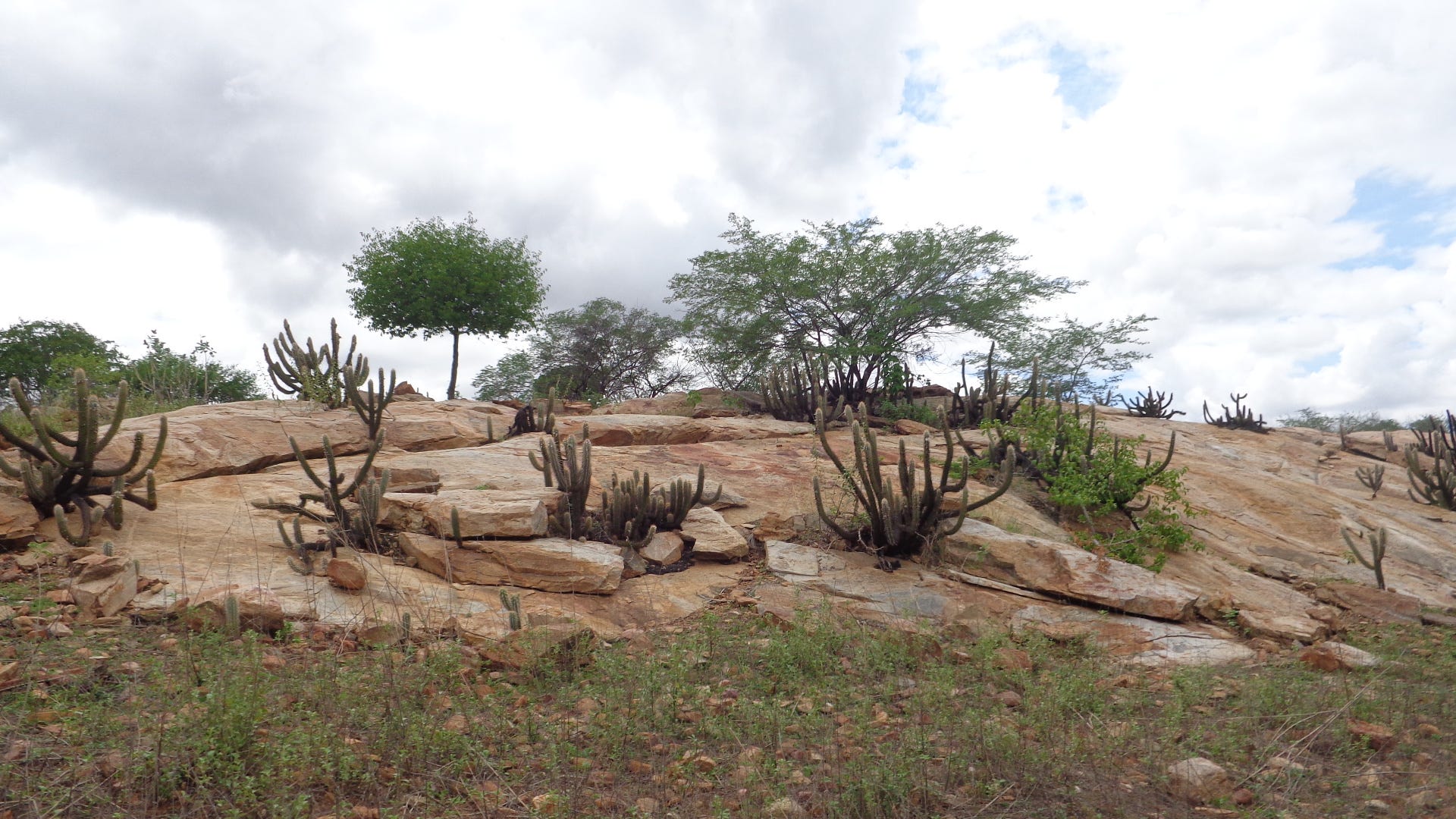 Caatinga. A beleza e fragilidade de um bioma… | by IHU ...