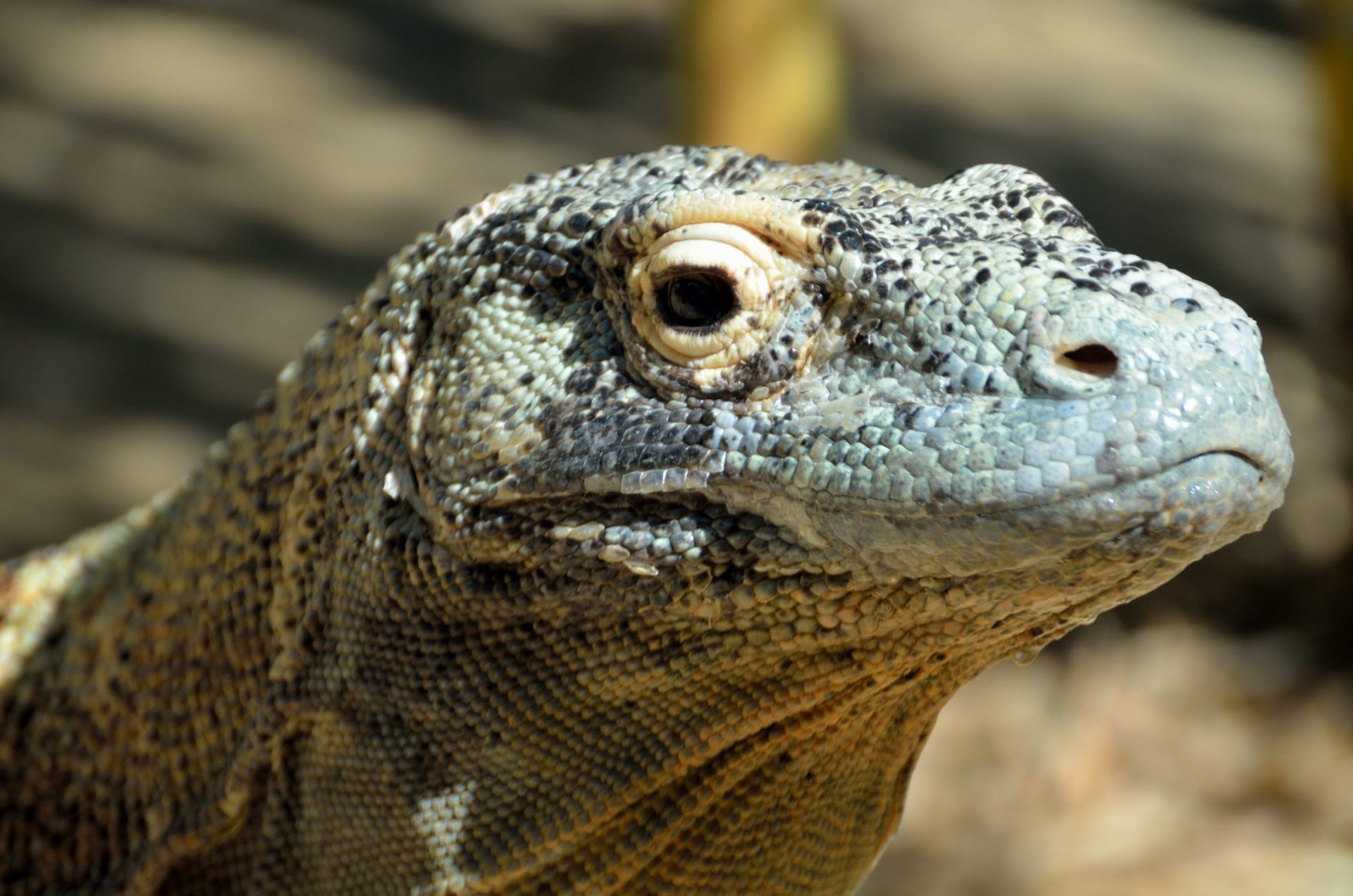 A Pink Beach With Dragons Are You Dreaming Or In The Komodos By Rascal Voyages Medium