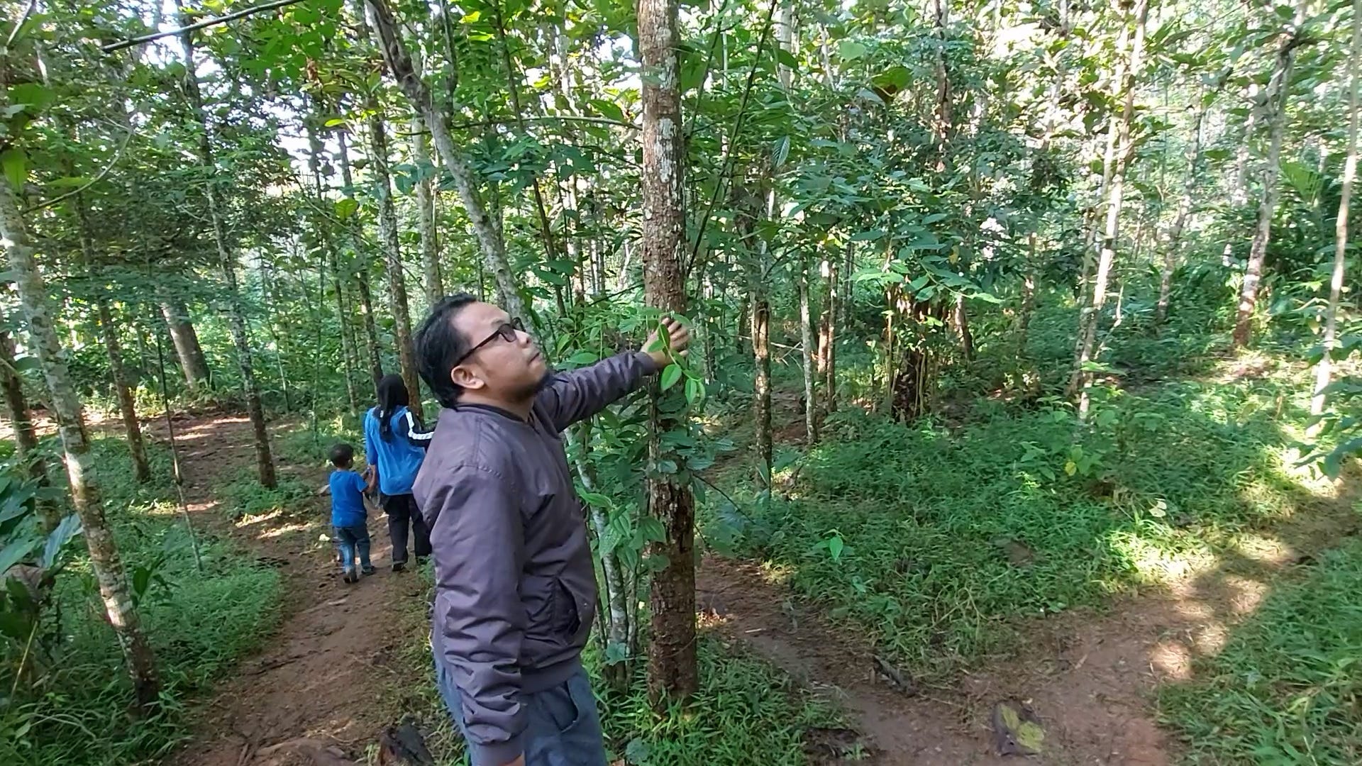 085292735551 Pak Didik Jual Pohon Jati Siap Tebang di 