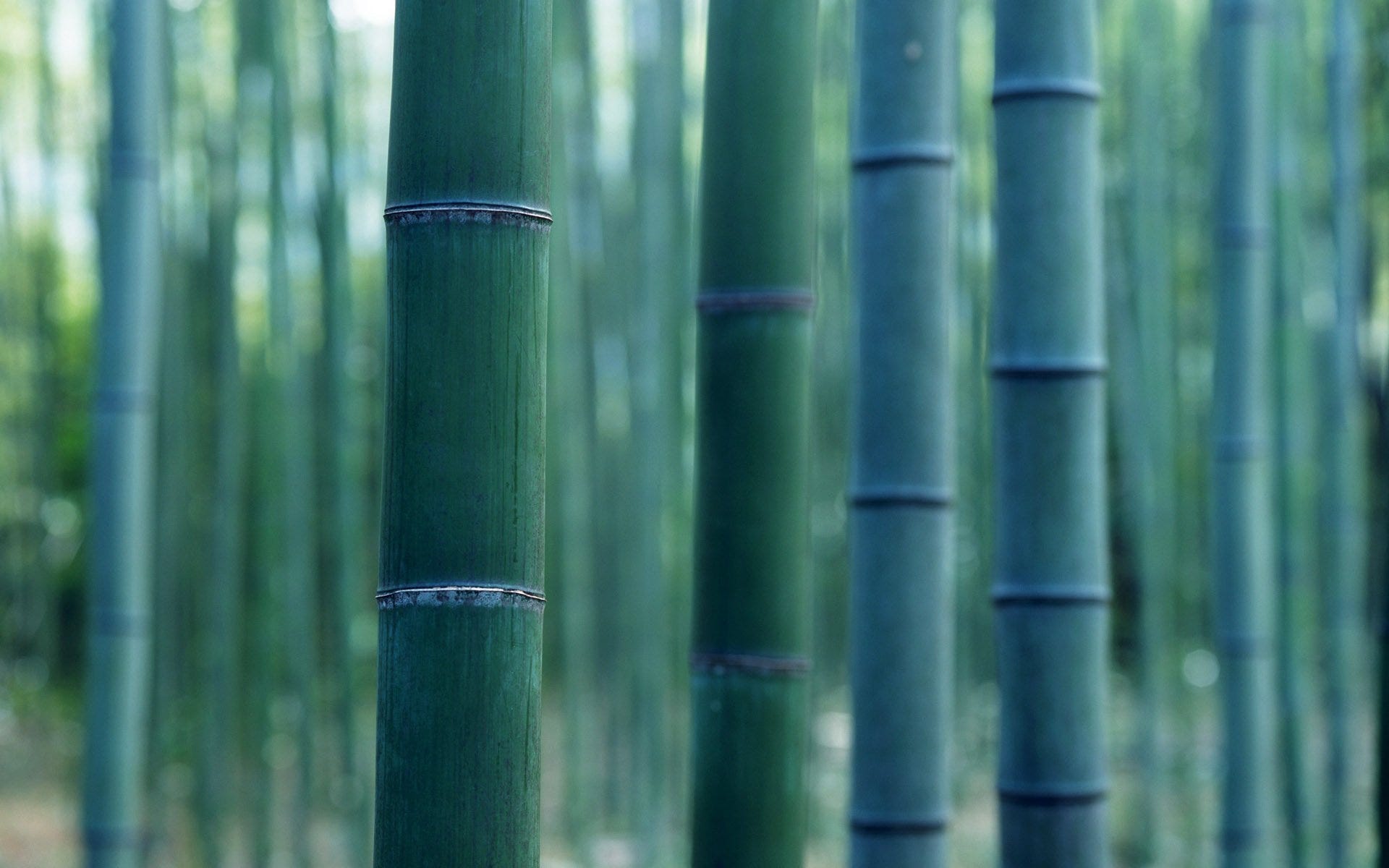 Black and white and bamboo…what do we do? | by Claudia A. | The Life and  Times of Earth | Medium