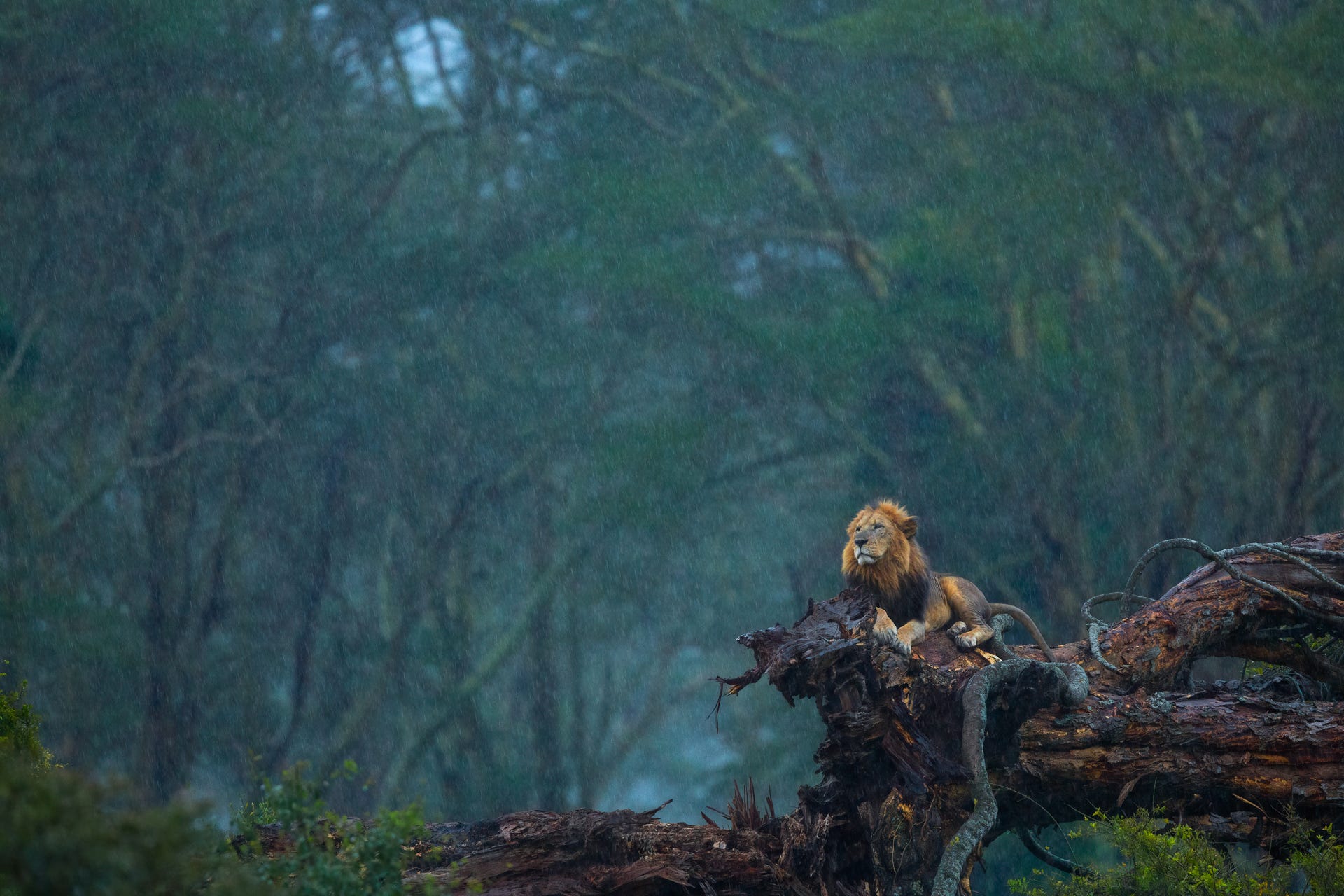 A lion perches on a log during a rainstorm in Lake Nakuru National Park.