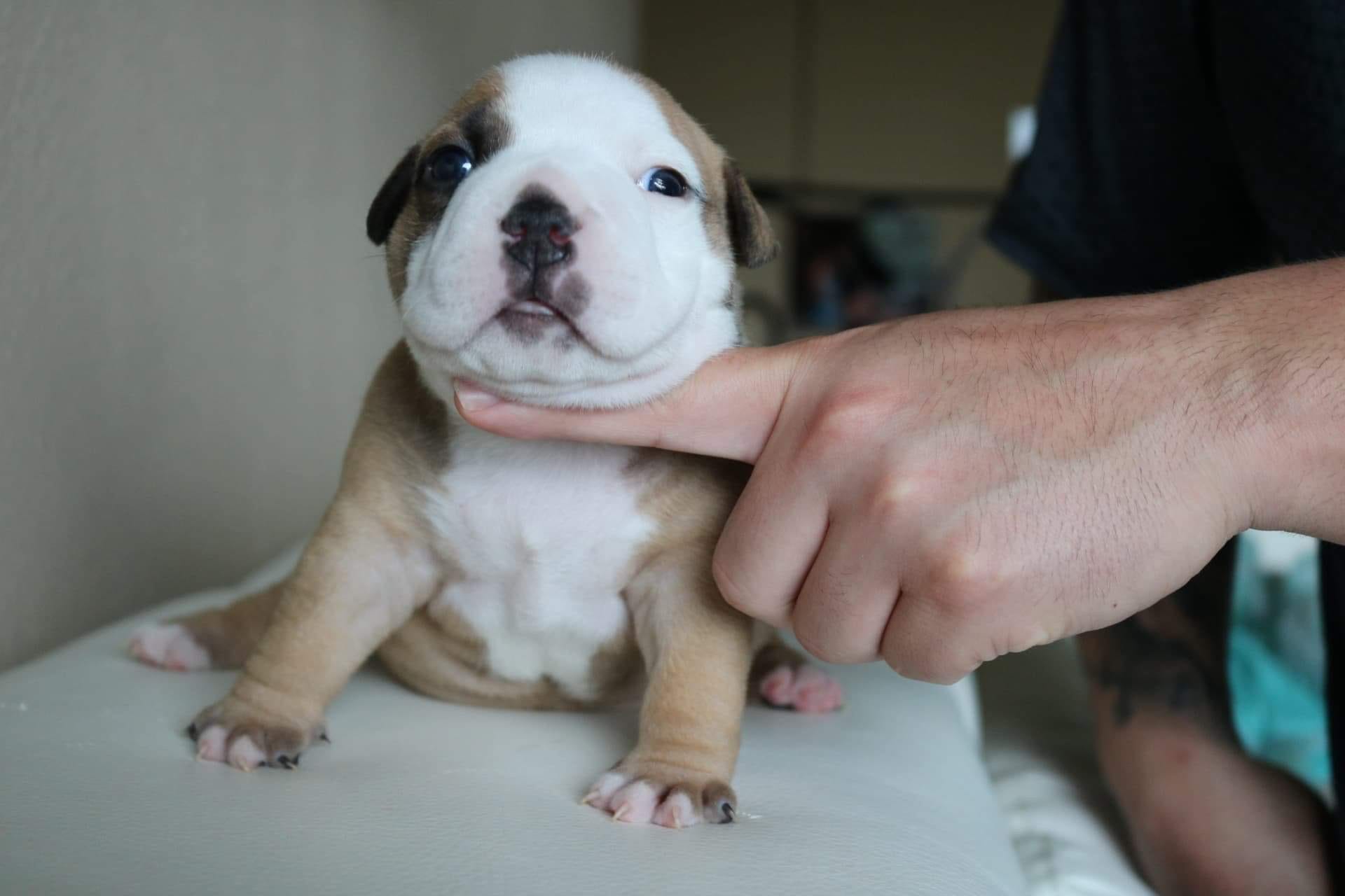 Best Extreme Pocket American Bully Puppies For Sale | by ...