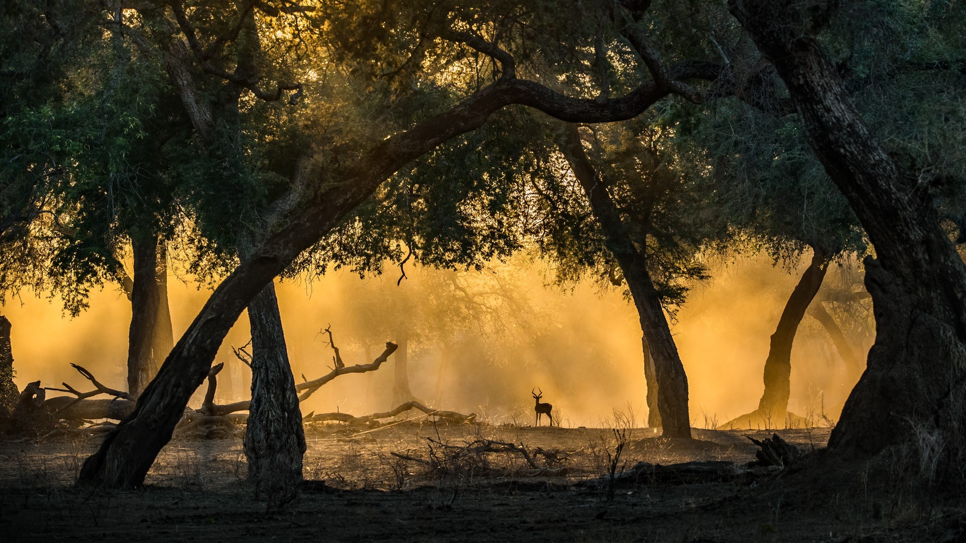 A lone impala in the sunlight in a forest in Zimbabwe.