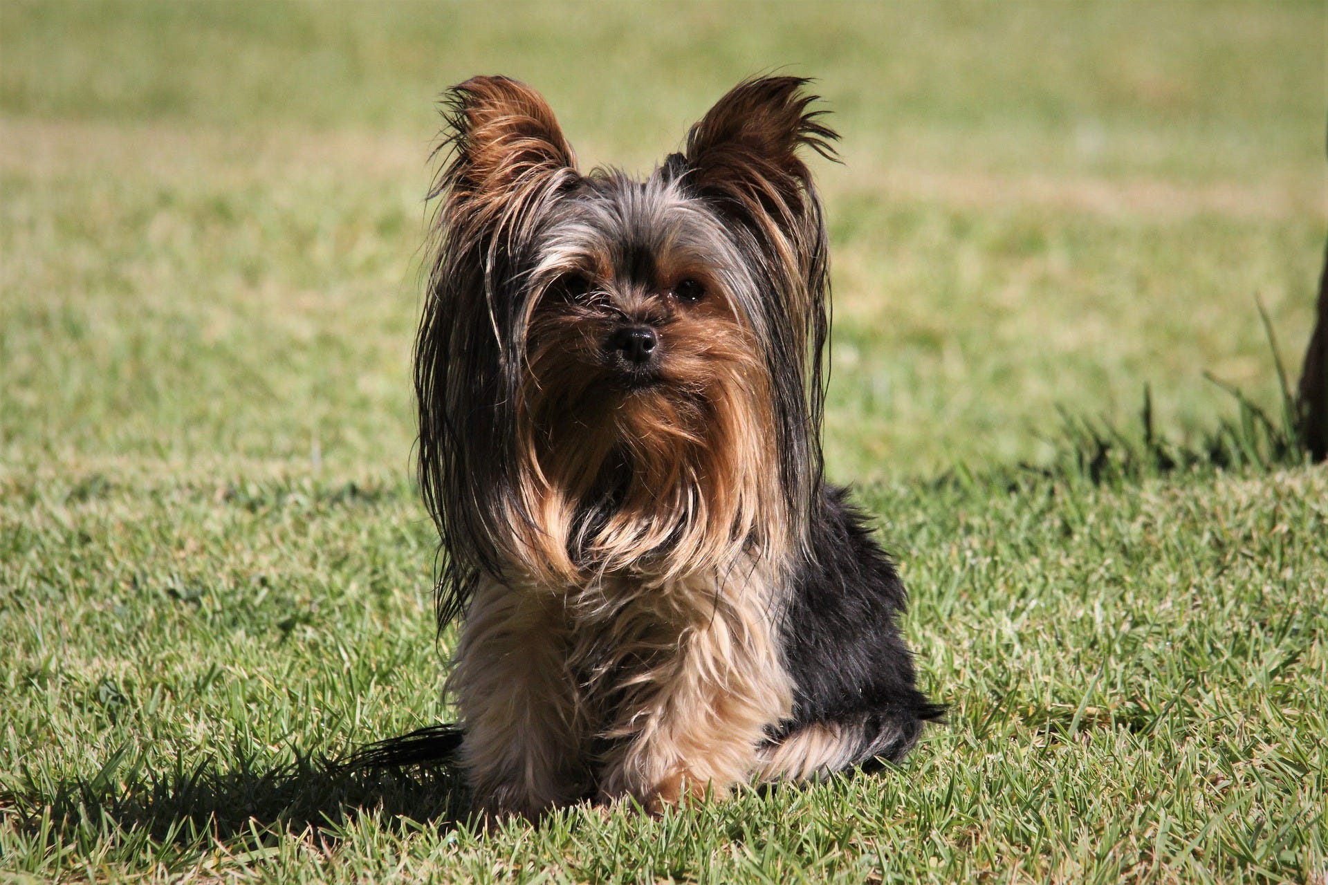 Dog With The Longest Hair Ingrid Barrios Medium