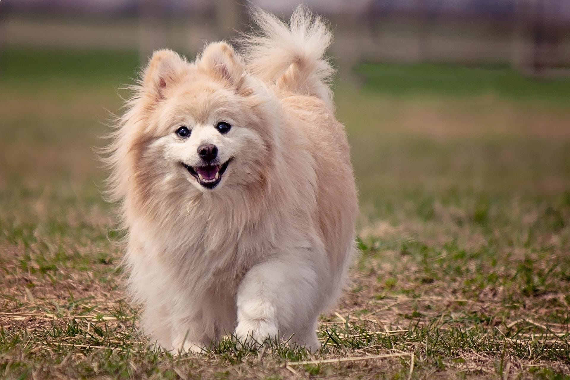 what is the most beautiful dog in the world