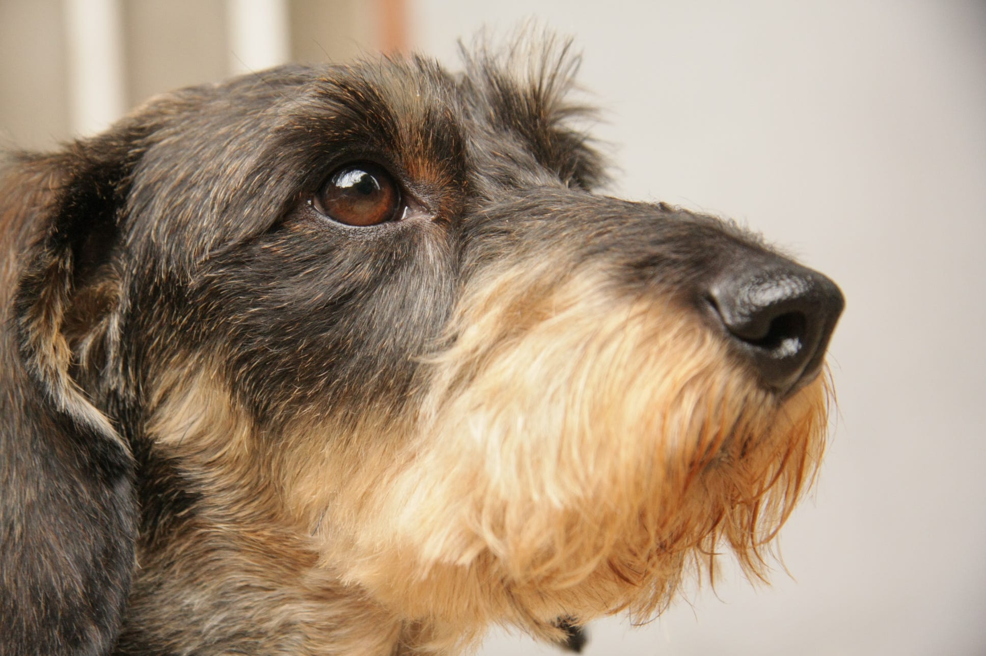 Le Teckel Tipaw Medium