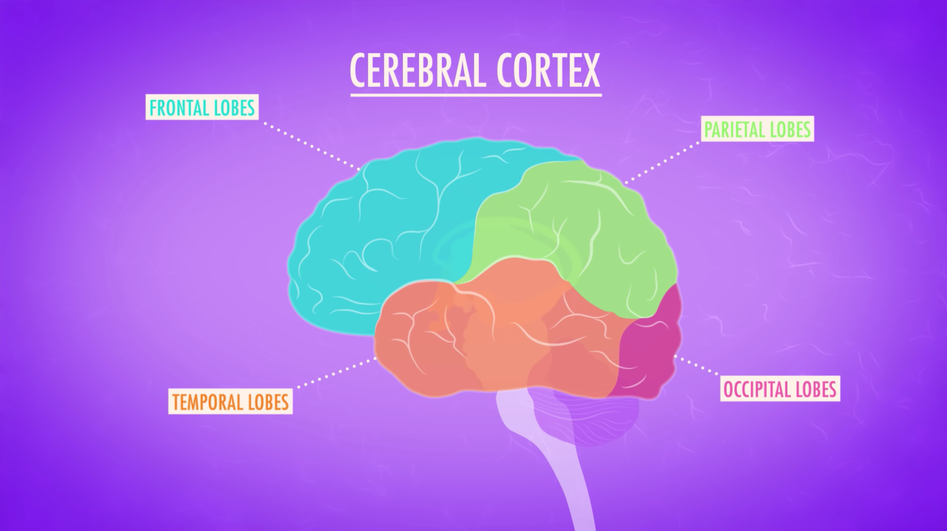 Neuroscience Primer. Thinking about the brain as an emergent… | by Zach ...