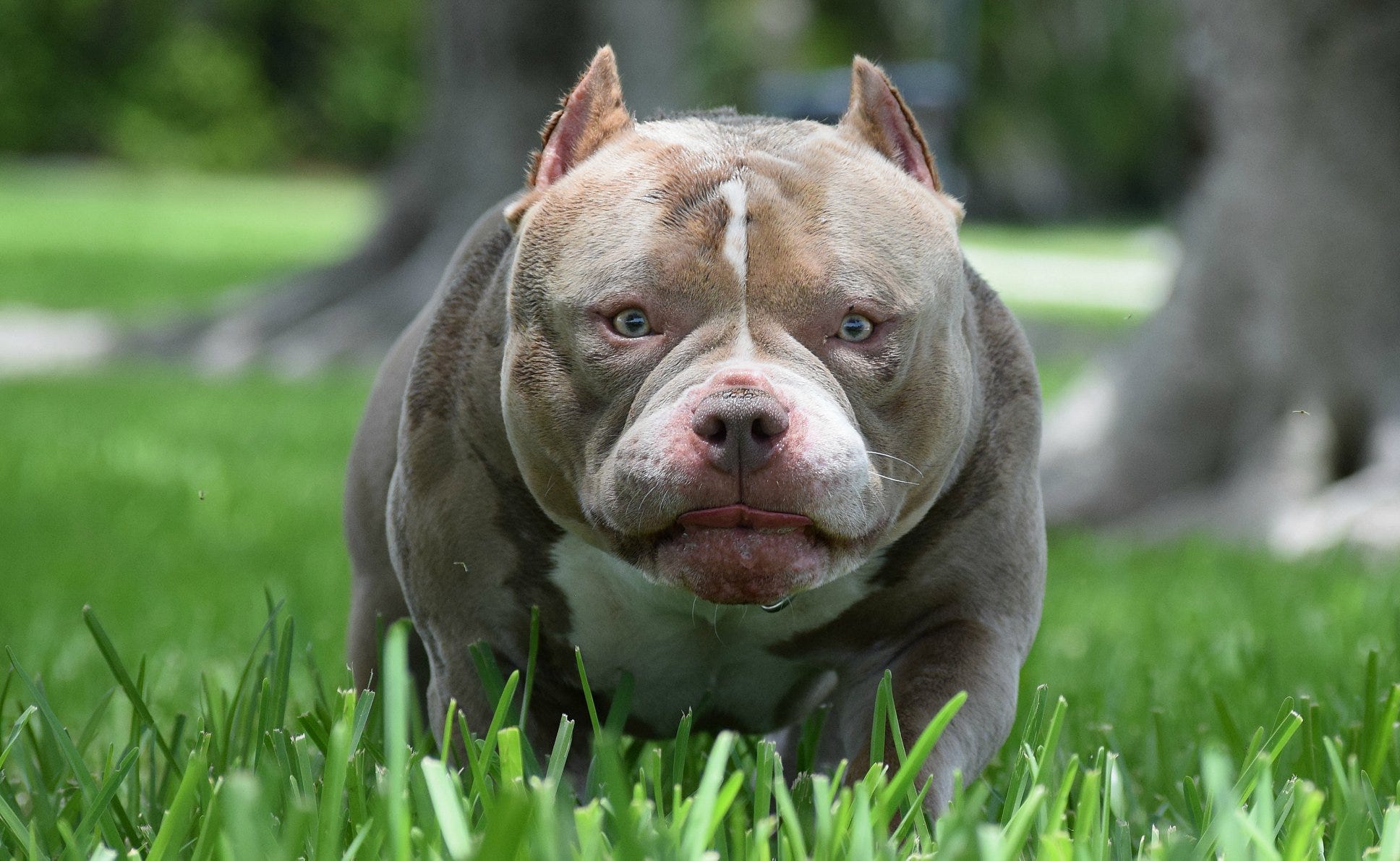 extreme micro bully