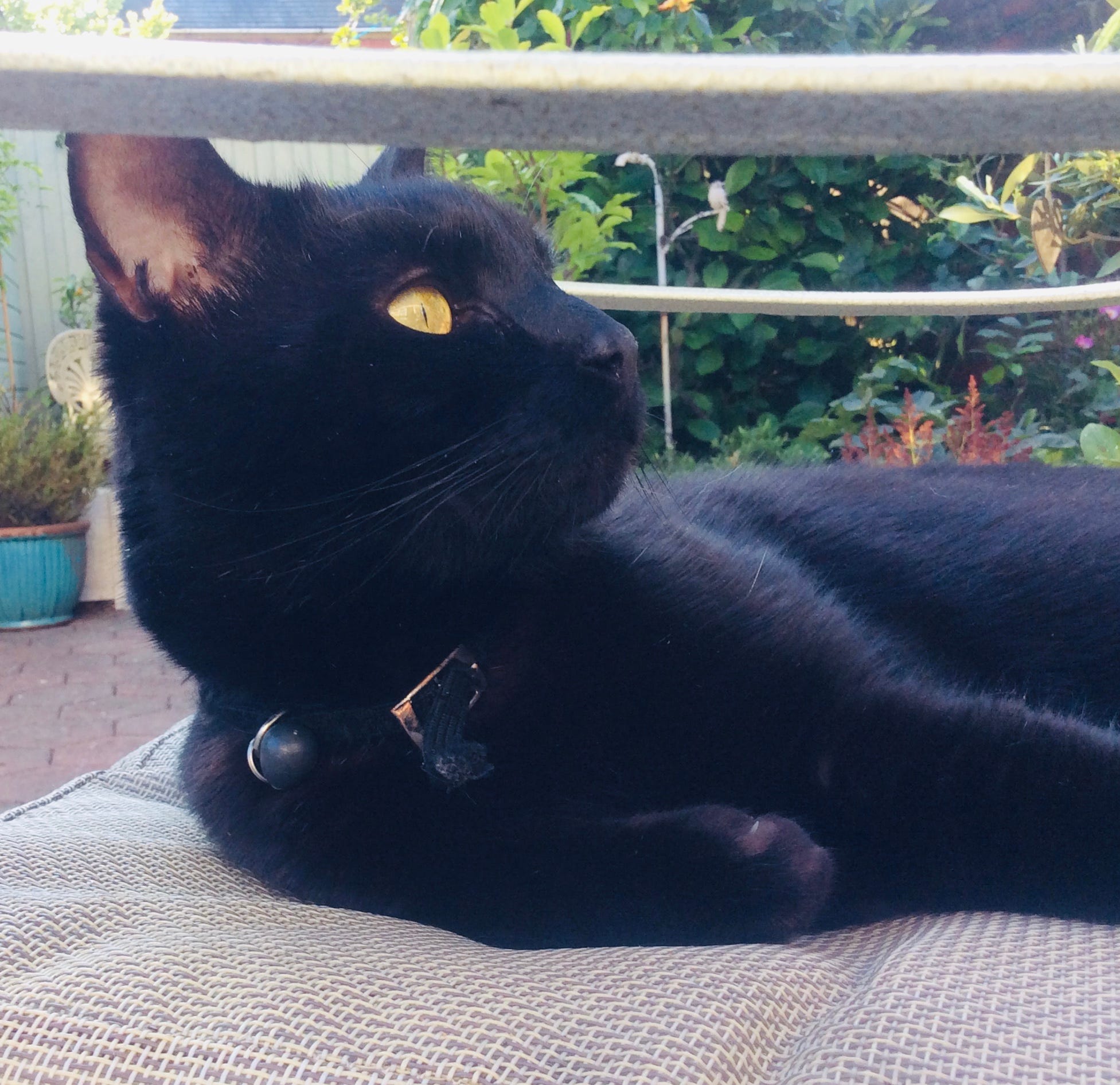 Saddle Thrombus Losing A Cat To Underlying Heart Disease By A V Rimbored Medium