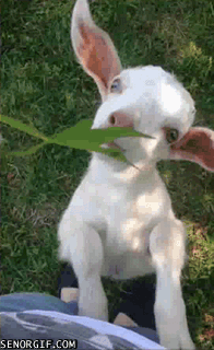 27 Goats One Gif For Every Out The Cleveland By David Mayer Zerosixonenine Medium 27 Goats One Gif For Every Out The Cleveland By David Mayer Zerosixonenine Medium