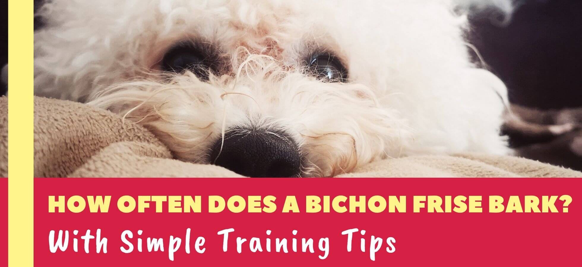 bichon frise crate training