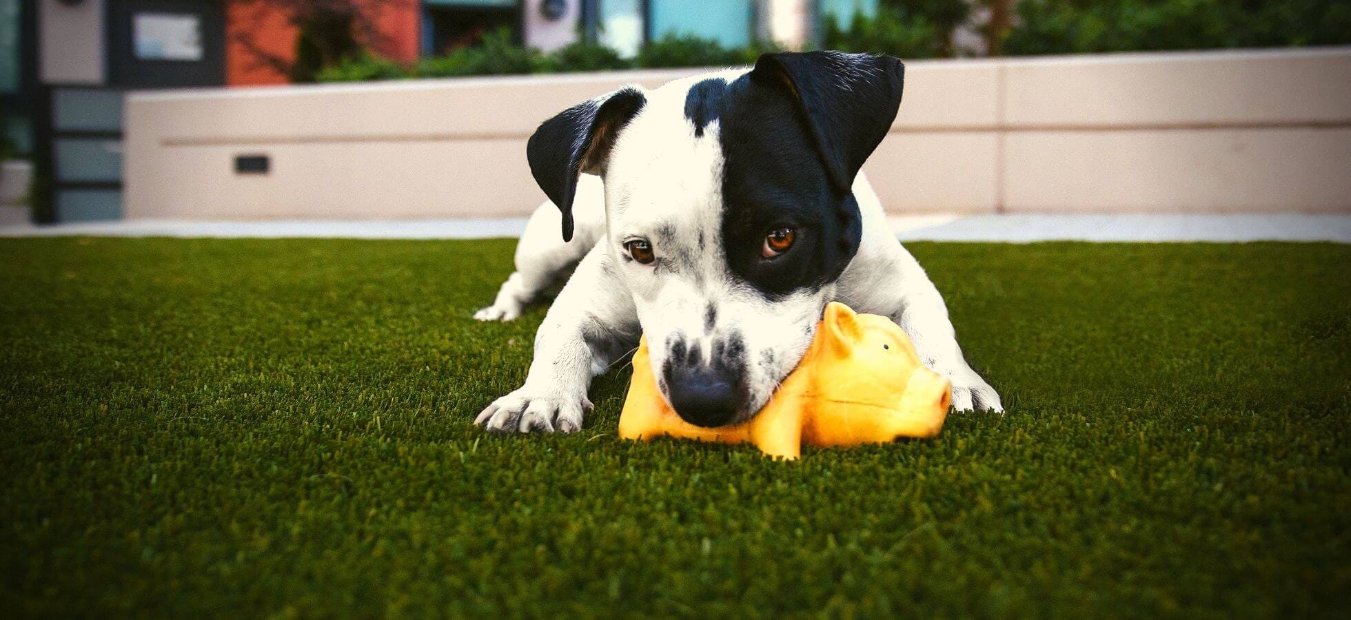 my dog has terrible breath