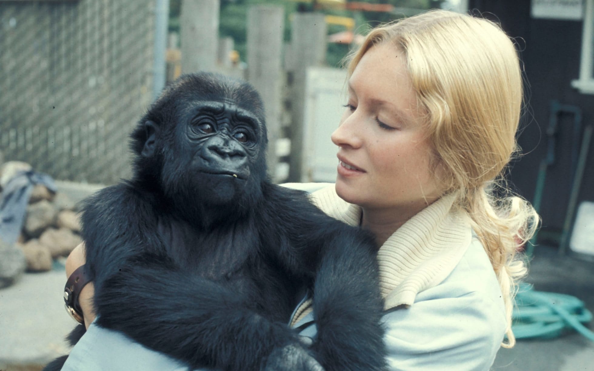 Koko 3 Lessons From The Extraordinary Gorilla Who Learned Sign Language By Minarella Mind Cafe Medium Koko 3 Lessons From The Extraordinary Gorilla Who Learned Sign Language By Minarella Mind Cafe Medium