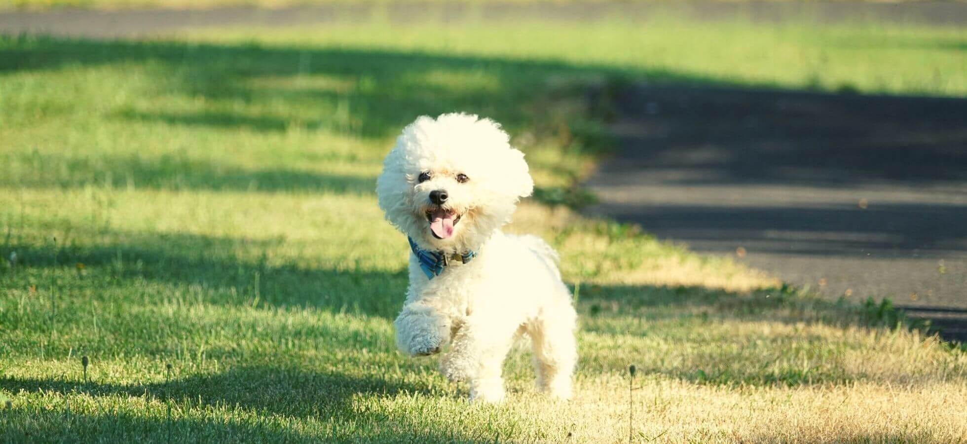 bichon frise teacup