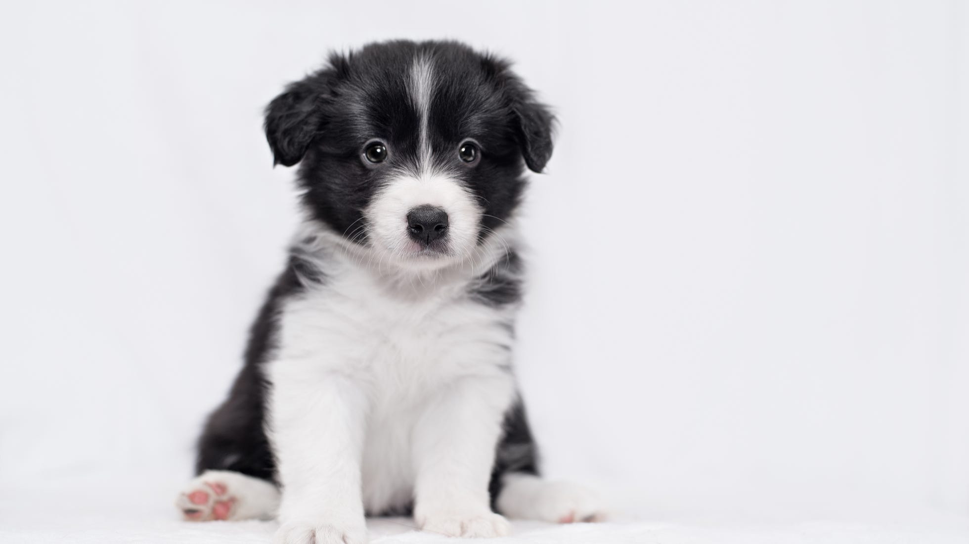 Dog theft on the rise how in danger is your pet and what