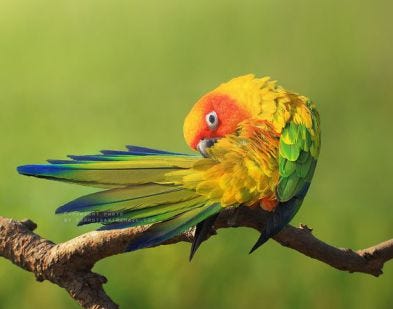 Sun Conure Species Food Personality Care By Sarah Guger Medium