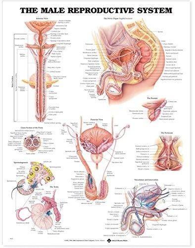 The World S Best Anatomical Charts Pdf