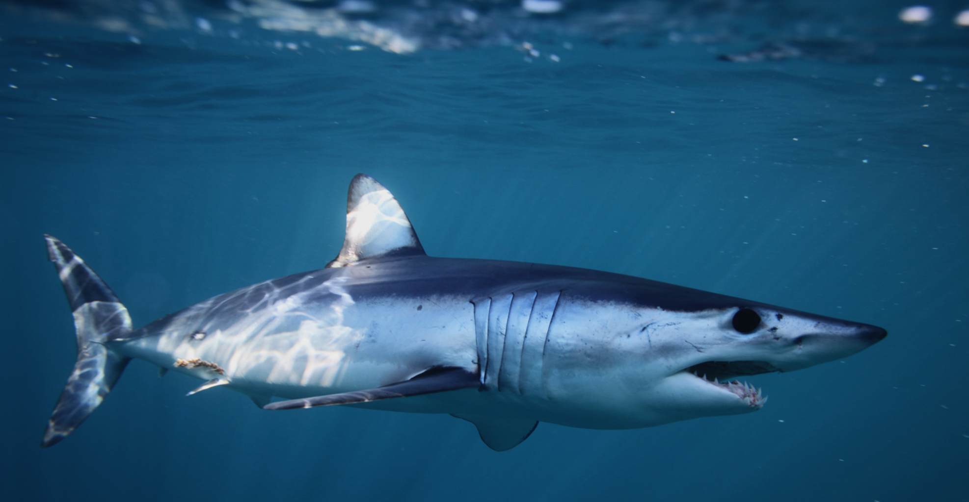 International Shark Awareness Day 2019 observed on July 14