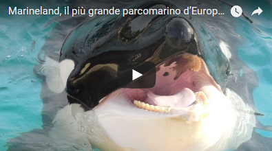 Marineland, il più grande parcomarino d'Europa #FranciaFR @crtcotedazur |  by Eventinews24 Daily | Eventinews24.com Daily News | Medium