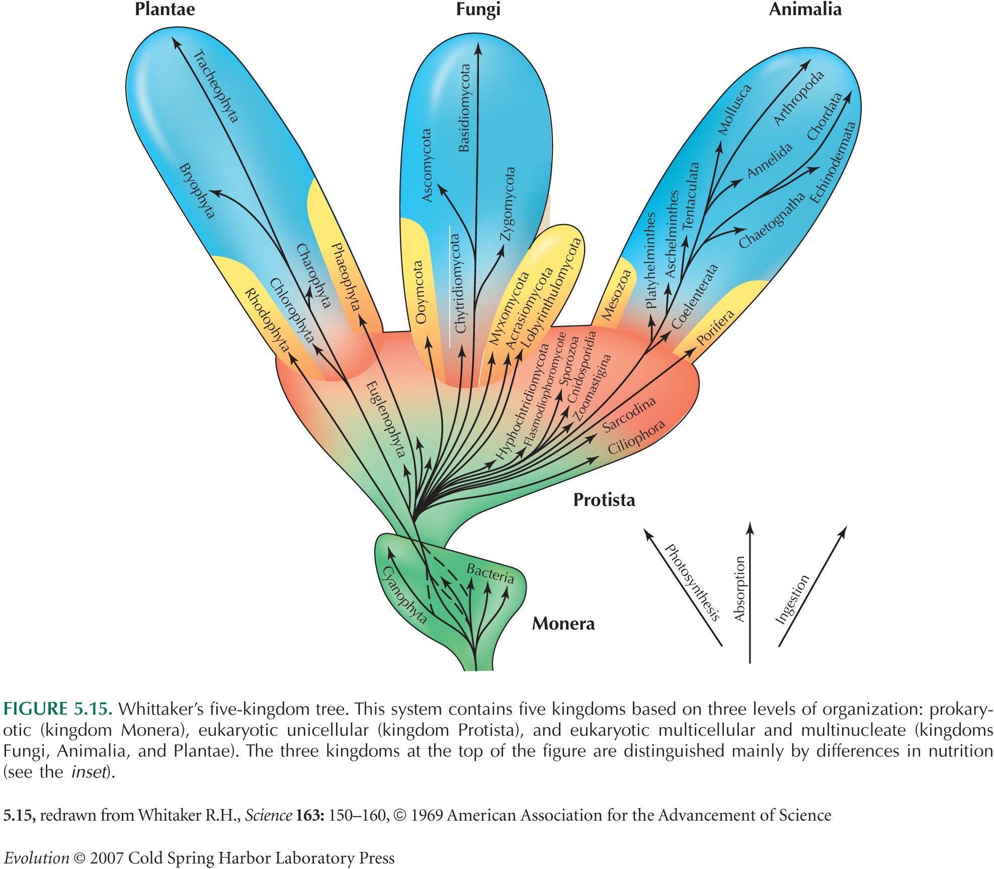 Five Kingdom System By Biology Experts Notes Medium