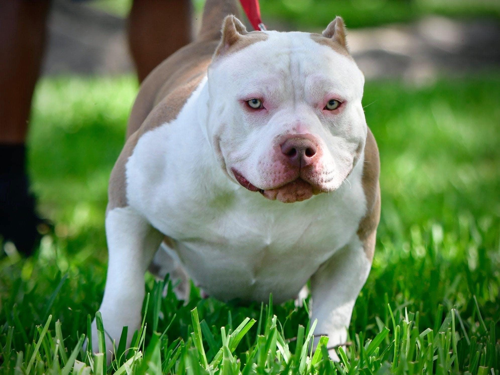 THE EXTREME BUILD POCKET AMERICAN BULLY PUPPIES OF VENOMLINE by