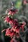 Witch-hazel-flowers-675x1013