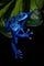 Blue Poison Dart Frog — Pinterest