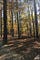 Hiking in North Carolina near Raleigh Umstead State Park