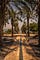 Image of palm trees in Capernaum