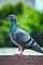 a city pigeon