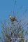 Eastern meadowlark.