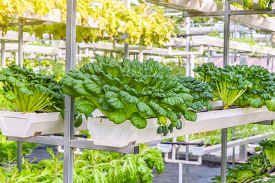 Vertical Farming: Revolutionizing Farming with Sustainable Practices and Smarter Decisions.