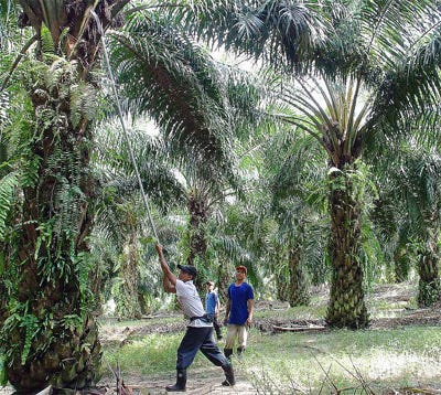Kelapa Sawit Padat Karya Cara Hitung Kebutuhan Tenaga By Danny Jubel Medium
