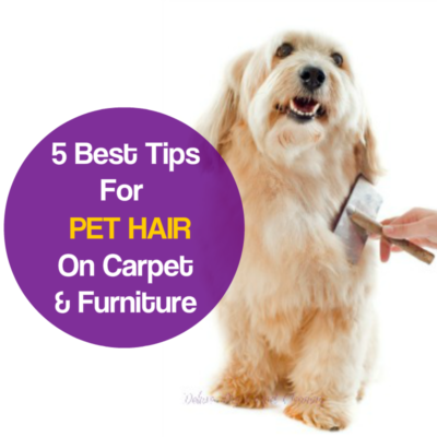 How To Remove Pet Hair From Your Carpet Katy Sweet Medium