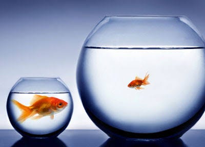 Two fishes in a bowl. The comparison trap