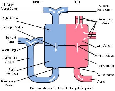 The Heart Isn’t a Pump and Why Teachers Shouldn’t be Either. | by Chris ...