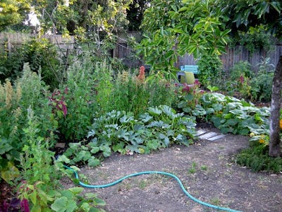 Bringing The Farm Life To You The Rise Of Backyard Farming And