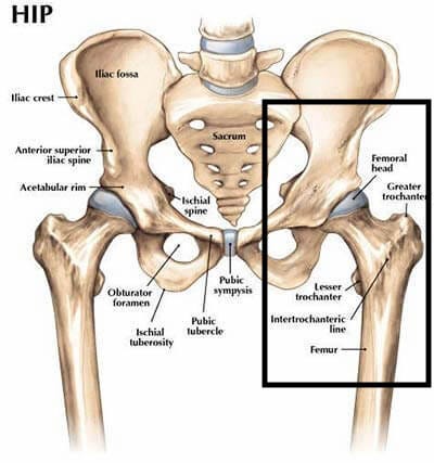 Ever Have Hip Pain? Read this to find out what it is! | by ...