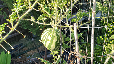 images Best Way To Grow Watermelon In A Container how to grow watermelons in containers